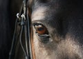 The eyes of a black horse. Macro view. Details