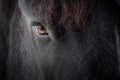 Eye of a friesian horse Royalty Free Stock Photo