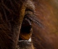 The brown eye of a brown horse, macro, detail, closeup Royalty Free Stock Photo