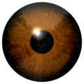 Brown eye illustration isolated on white Royalty Free Stock Photo