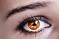 Brown Eye Makeup. Beautiful Eyes Make-up. Macro Royalty Free Stock Photo