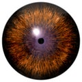 Brown eyeball texture with black fringe Royalty Free Stock Photo