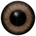 Brown eyeball texture with black fringe Royalty Free Stock Photo