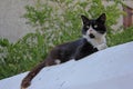 Street cat, Greece Royalty Free Stock Photo