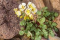 Brown Eyed Evening Primrose Royalty Free Stock Photo