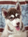 Brown-eyed girl Huskies Royalty Free Stock Photo