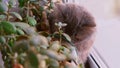 Brown-eyed Scottish Fold cat close-up. The cat is dark gray with long hair.