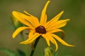 Brown-Eyed Susan Flower Blooming Royalty Free Stock Photo