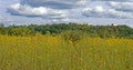 brown eyed susan flowers in meadow in late Summer with rain threatening sky Royalty Free Stock Photo