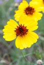 Brown-Eyed Susan flowers on a Texas Prairie Royalty Free Stock Photo