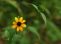 Brown eyed susan Rudbeckia triloba Royalty Free Stock Photo