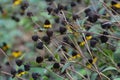 Brown-eyed Susan Royalty Free Stock Photo