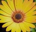 Brown Eyed Susan Royalty Free Stock Photo