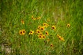 Brown eyed susan wildflower Royalty Free Stock Photo