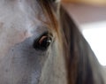 Brown eyes horse