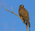 Brown falcon