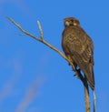 Brown falcon