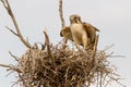 Brown Falcon