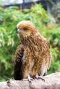 Brown Falcon (Falco berigora)