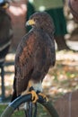 Brown Falcon: the fastest animals in the world Royalty Free Stock Photo