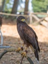 Brown Falcon: the fastest animals in the world Royalty Free Stock Photo