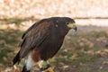 Brown Falcon: the fastest animals in the world Royalty Free Stock Photo