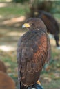 Brown Falcon: the fastest animals in the world Royalty Free Stock Photo