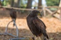 Brown Falcon: the fastest animals in the world Royalty Free Stock Photo