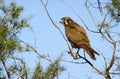 Brown falcon