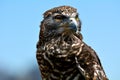 Brown falcon portrait against blue sky,