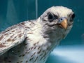 Brown Falcon with white feathers and yellow beak