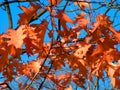 Brown Fall Leaves Royalty Free Stock Photo