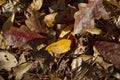 Brown Autumn Oak Leaf Litter Pine Needles on Forest Floor Royalty Free Stock Photo