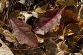 Brown Autumn Oak Leaf Litter Pine Needles on Forest Floor Royalty Free Stock Photo