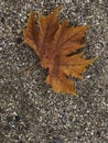 Brown fallen leaf lying on beach sand in the autumn season Royalty Free Stock Photo