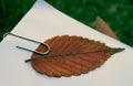 A brown fallen leaf with a paperclip