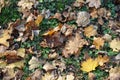 Brown fallen leaves of maple on Glechoma hederacea Royalty Free Stock Photo