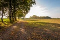 Brown fallen leaves on a shaded country road in a rural setting