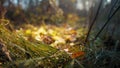 Forest glade at bright sunset Royalty Free Stock Photo