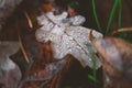 Brown fallen oak leaf with tiny water drops and insect eggs lying on ground among other leaves Royalty Free Stock Photo