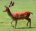 Brown Fallow Deer in movement