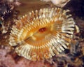 Brown fanworm or featherduster, utila,honduras