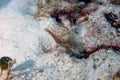 A Brown Fanworm (Notaulax nudicollis) in Cozumel