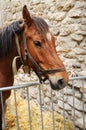 Brown farm horse head. Color image Royalty Free Stock Photo