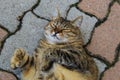 Brown fat cat laying on white and red bricks