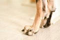 Brown or fawn colored dog standing on the floor, close-up of the cute legs and paws. Puppy has black, short and trimmed nails Royalty Free Stock Photo