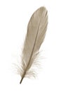 Brown Feather Royalty Free Stock Photo