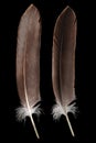 Brown feather belonging to the white-tailed eagle Haliaeetus albicilla