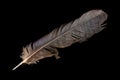 brown feather black  background Royalty Free Stock Photo