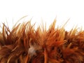 Brown feather duster Royalty Free Stock Photo